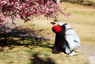 海棠花迷